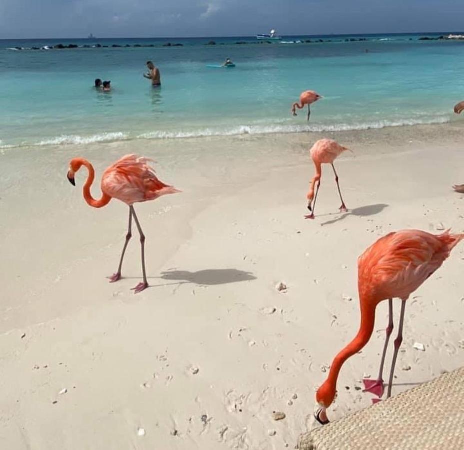 Divi Aruba Phoenix Beach Resort Palm Beach Exterior photo
